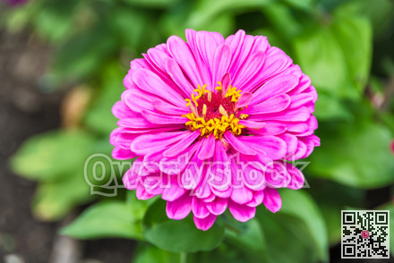 Beautiful decorative flower blossoming on green leaves background