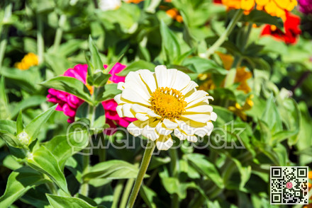 Beautiful decorative flower blossoming on green leaves background
