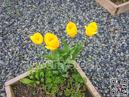 Blossoming yellow tulips growing in the corner of the flower bed