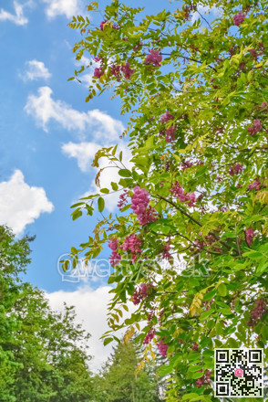 Pink acacia flowers and green leaves on cloudy blue sky background