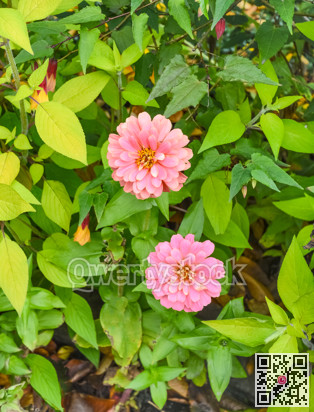 Pink decorative flowers on green leaves background