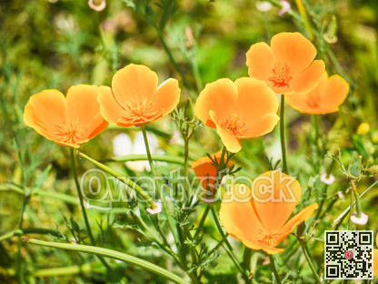 Orange decorative flowers on green grass background