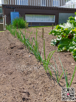 Spring onion growing on front yard garden