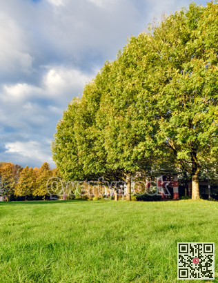Recreation area in a park. Green lawn and trees with large, overgrown crown