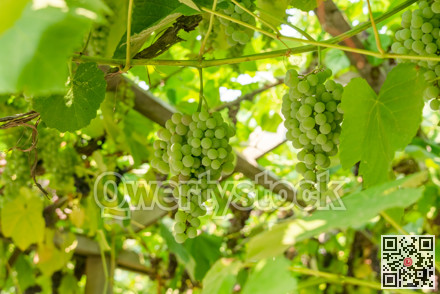 Fascicle green grape growing among the leaves