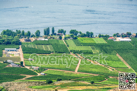 Landscape overview with farmer's land at Okanagan lake on summer day