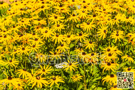 Yellow decorative flowers with white achilea flower on sunny day
