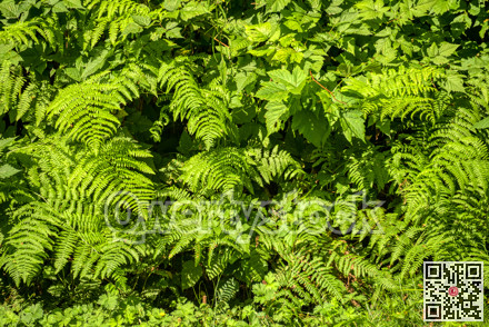 Green leaves backdrop. Natural foliage of fern and blackberry plants