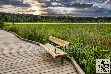 Recreational place with new wooden bench in the park on Burnaby lake
