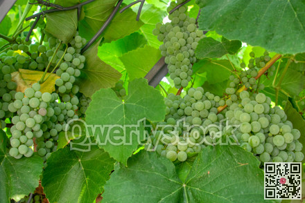 Fascicle of green grape growing among the leaves