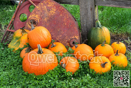 Orange pumpkins and red crane block laying in green grass