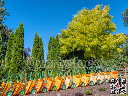 Orange carts for U-pick farm. Farmer's parking lot