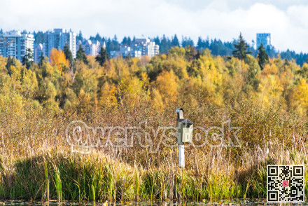 Hand made bird house on a bright autumn day in British Columbia