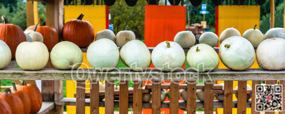 Decorative ripe pumpkins stored on wooden shelves