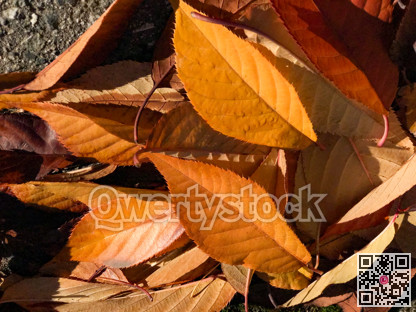 Orange, yellow, and red leaves lighted up with the sunlight