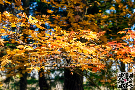 Bright yellow leaves lighted up with sun light