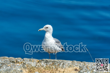 White and gray sigal landed on a rock on blue water background
