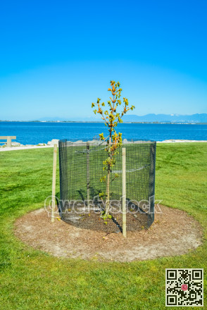 Decorative tree planted on a shore, protected with steel-wire fence