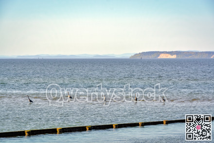 Flock of grey herons fishing in a bay shallow water