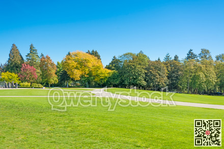 Green wide open meadow in a park with trees