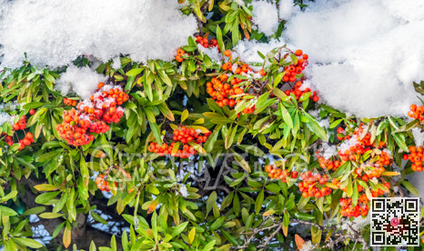 Red berries under the snow on Christmas time in Canada