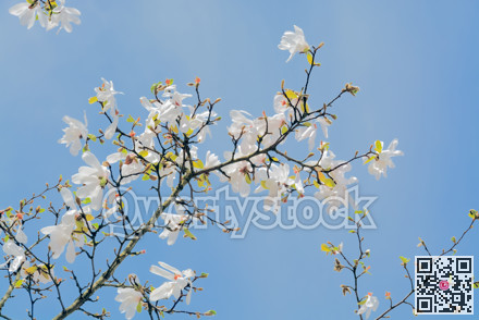 Branch of blossoming white magnolia on blue sky background