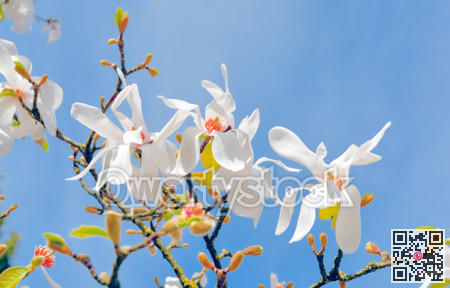 Branch of blossoming white magnolia on blue sky background