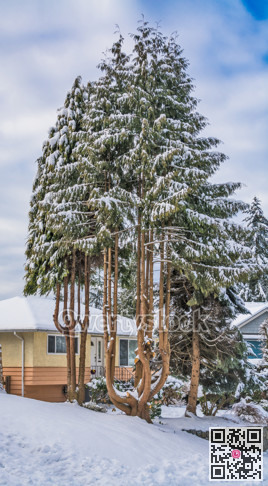 Decorative trees on land terrace in front of the family house