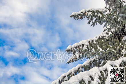 Pine tree branches in snow on blue sky background