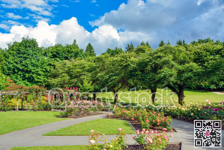 Lovely, public rose garden in Vancouver, British Columbia
