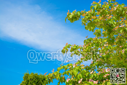 Blossoming tree branches on blue sky background