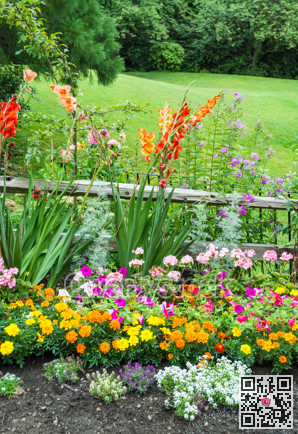 Beautiful decorative flowers blossoming in front of the green lawn