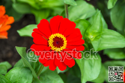 Beautiful decorative flower blossoming on green leaves background