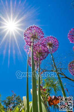 Flowering persian onions in rays of sun. Blooming flowers of onion on bright sun