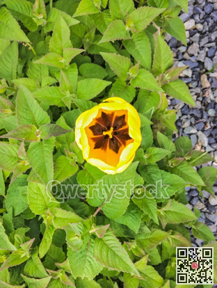 Blossoming yellow tulip growing through peppermint leaves