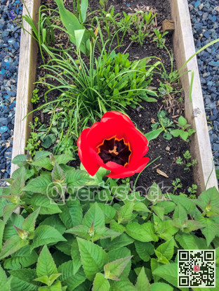 Blossoming red tulip growing through peppermint leaves in flower bed