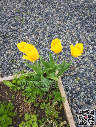 Blossoming yellow tulips growing in the corner of the flower bed