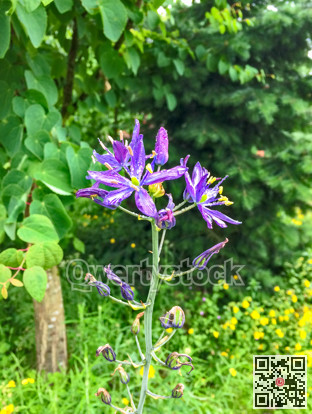 Decorative lily of the field. Blossoming lilac blossomin flower