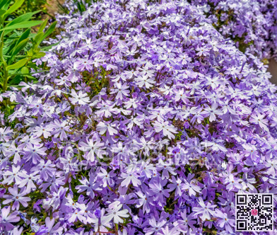 Blossomint decorative purple flowers on the street