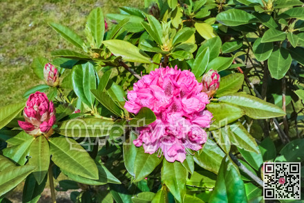 Blossoming rhododendron flower among the green leaves