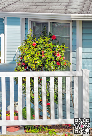 Blossoming bush of roses in front of a house window