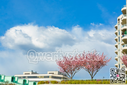 Pink blossoming decorative trees planted on the roof of the building