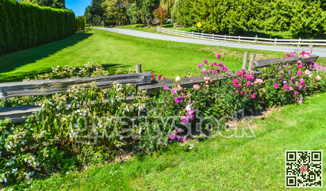 Chrysanthemum flowers on green lawn background on sunny day
