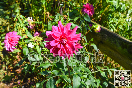 Chrysanthemum flowers on green leaves background on sunny day
