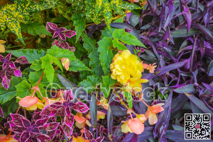 Yellow decorative flower on green and purple leaves background