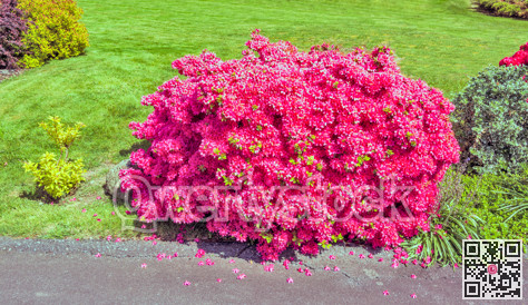 Bush of red Rhododendron flowers on green lawn background