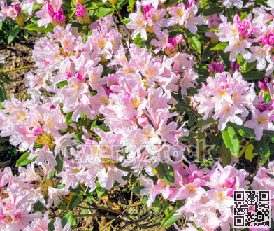 Decorative natural pink Rhododendron flowers background texture