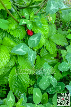 Ripe red strawberry of the field among green leaves in drops of water