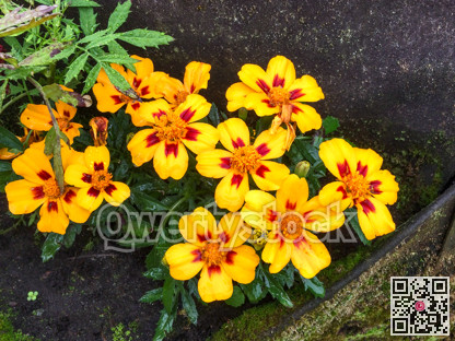 Large single Marigold flowers on black soil background.