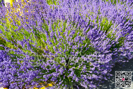 Bright lilac decorative flowers growing on a street